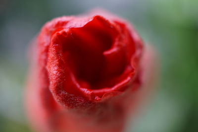 Close-up of red rose