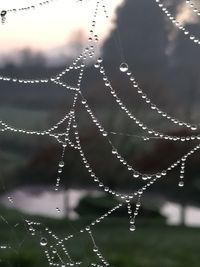 Close-up of water drops on spider web