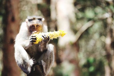 Close-up of monkey eating