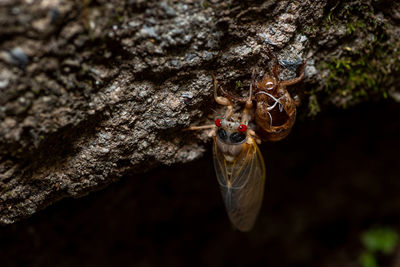 Close-up of insect on tree trunk