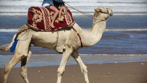 Two kids riding a camel