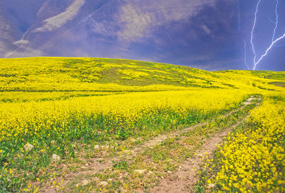 landscape