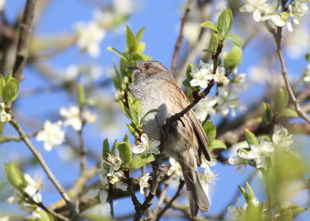 Low angle view of bird perching on plant