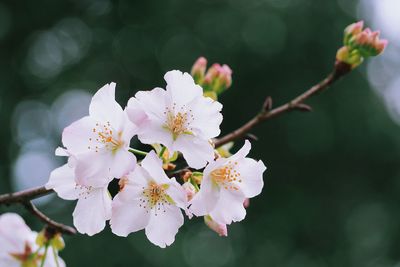 Close-up of pink flowers