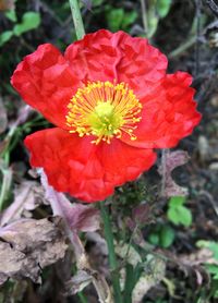 Close-up of red flower on field