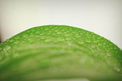 Close-up of wet leaf