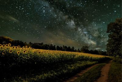 Trees on field against star field at night