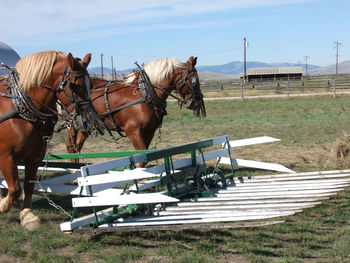 Horse cart on field against sky