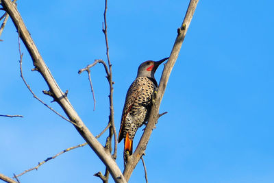 Northern flicker bird perching on bare tree branch