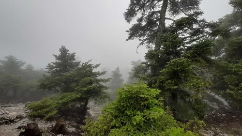 Trees in forest during rainy season