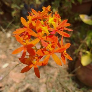 Close-up of orange marigold flowers blooming outdoors