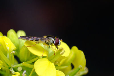 Close-up of insect on yellow flower
