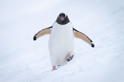 Gentoo penguin approaching camera on snowy hill