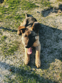 High angle view of dog on field