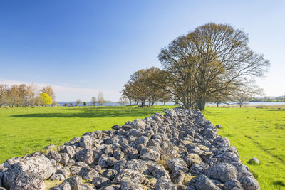 Trees on field against clear sky
