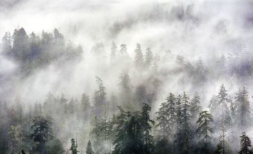 Scenic view of forest against cloudy sky