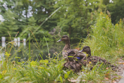 Duck on grassy field