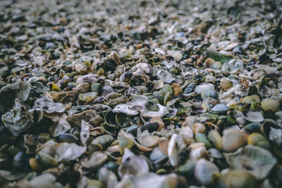 Full frame shot of pebbles on ground