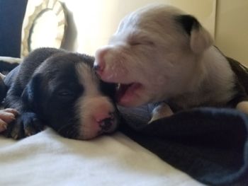 Close-up of dog sleeping