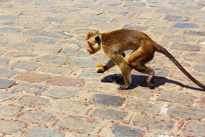High angle view of duck on street