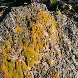 Close-up of lizard on rock