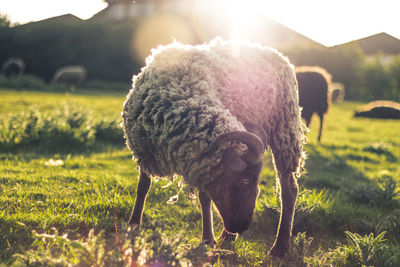 Sheep in a field