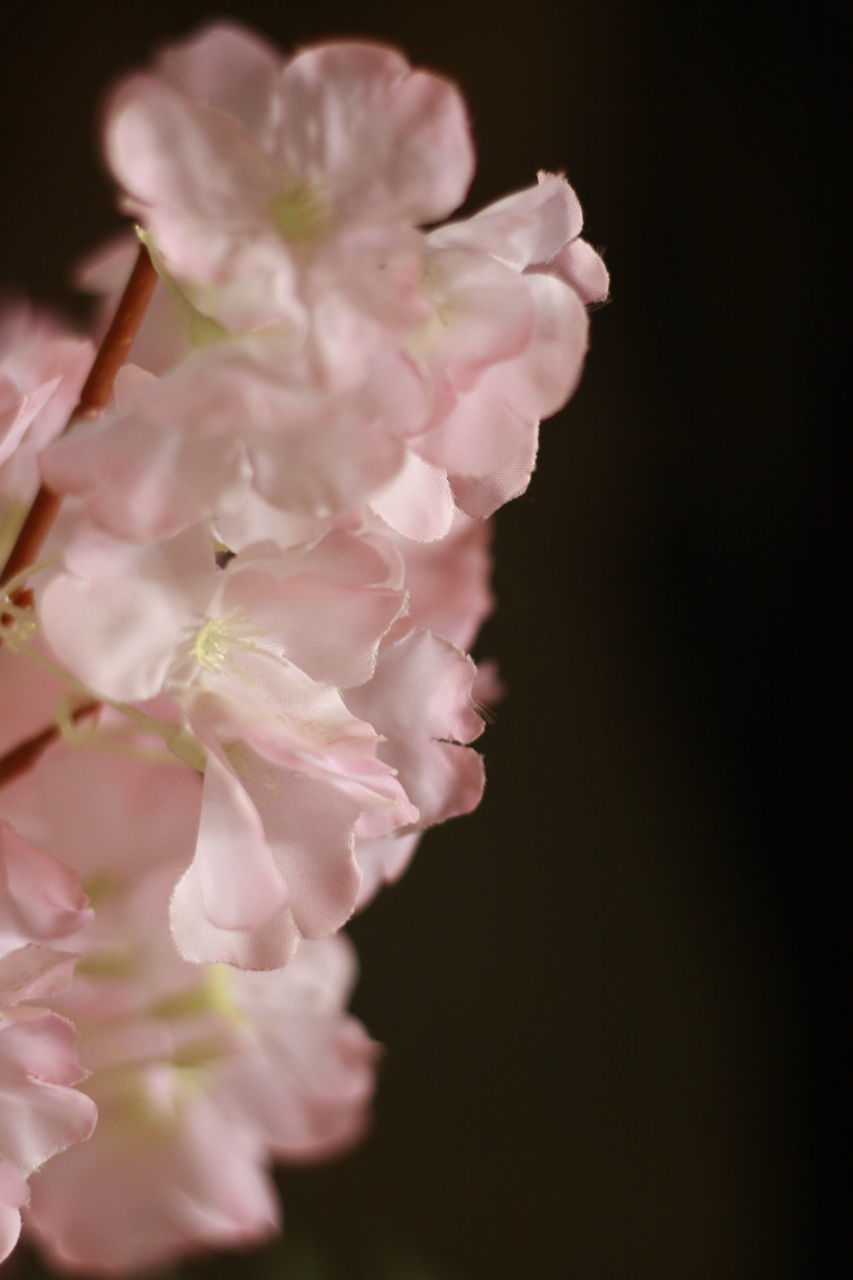 CLOSE-UP OF PINK ROSE FLOWER