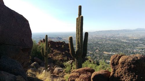 Panoramic view of cactus on landscape against sky