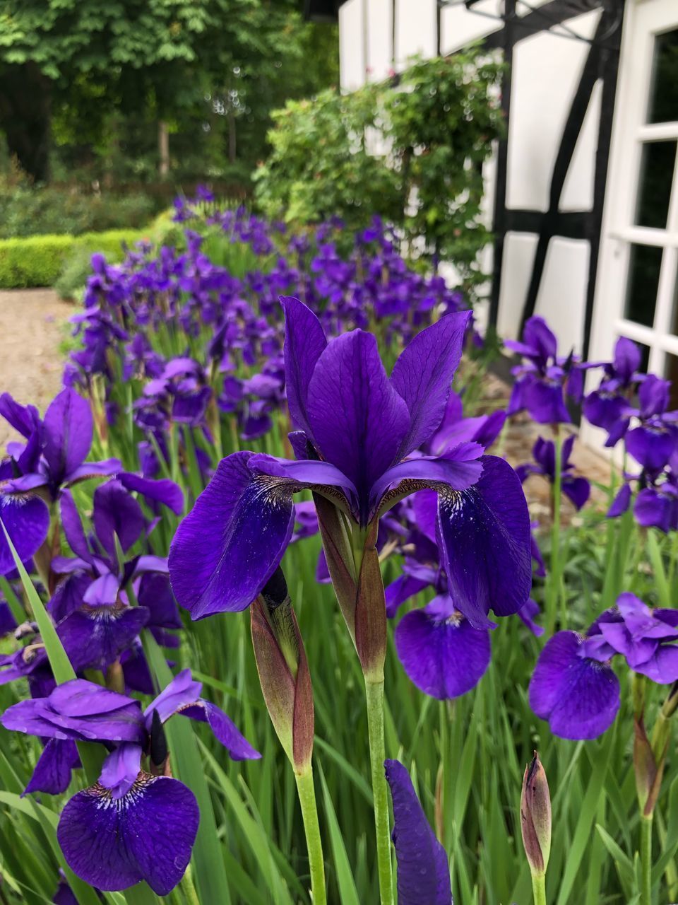 CLOSE-UP OF PURPLE FLOWERS