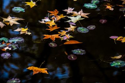 Close-up of maple leaves floating on water