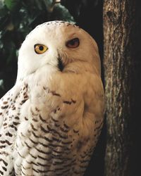 Close-up portrait of owl