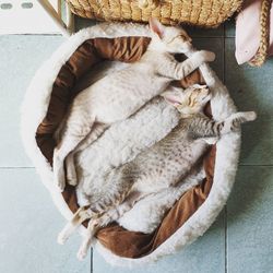 High angle view of cat sleeping