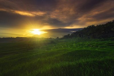 Scenic view of field against sky during sunset