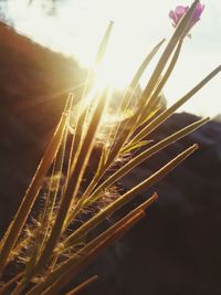 Close-up of stalks against bright sun