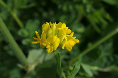 Close-up of yellow flowering plant