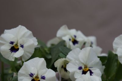 Close-up of white flowers blooming outdoors