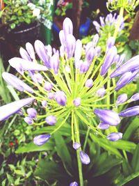 Close-up of flowers blooming outdoors