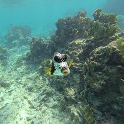 View of fish swimming in sea