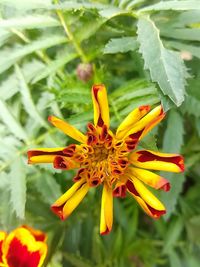 Close-up of yellow flowering plant