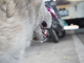 Close-up of a dog