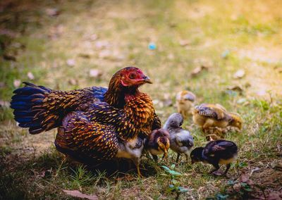 Ducks in a field