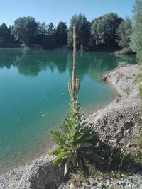 Scenic view of lake by trees