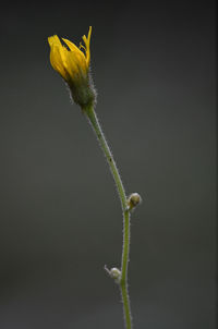 Close-up of yellow flower bud against white background
