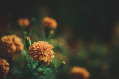 Close-up of flowering plant