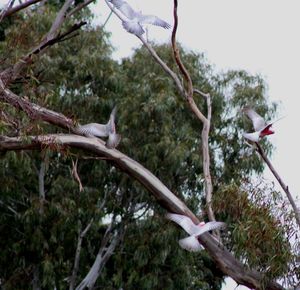 Low angle view of birds perching on tree