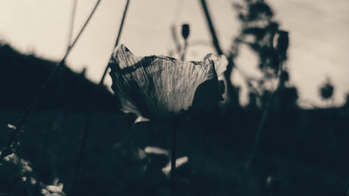 Close-up of rose flower on field