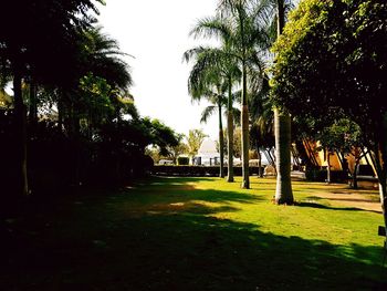 Palm trees in park against sky