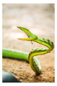 Close-up of caterpillar on leaf