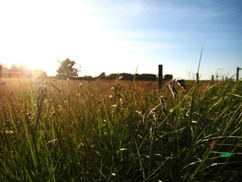 Scenic view of grassy field against sky