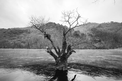 Bare tree on landscape against sky